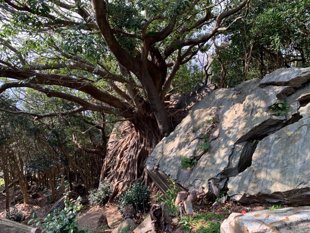 ラピュタの木
